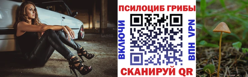 сколько стоит  Томск  Псилоцибиновые грибы Psilocybe 